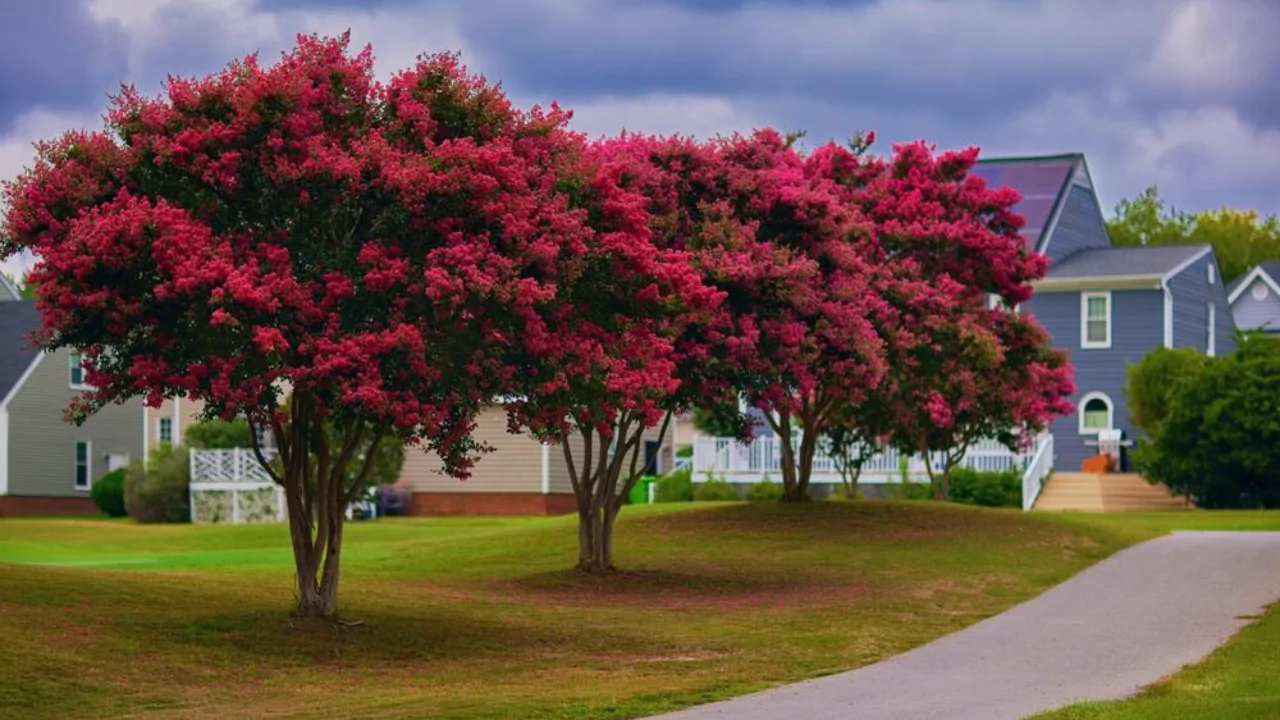 Guide to Crepe Myrtle Tree Care