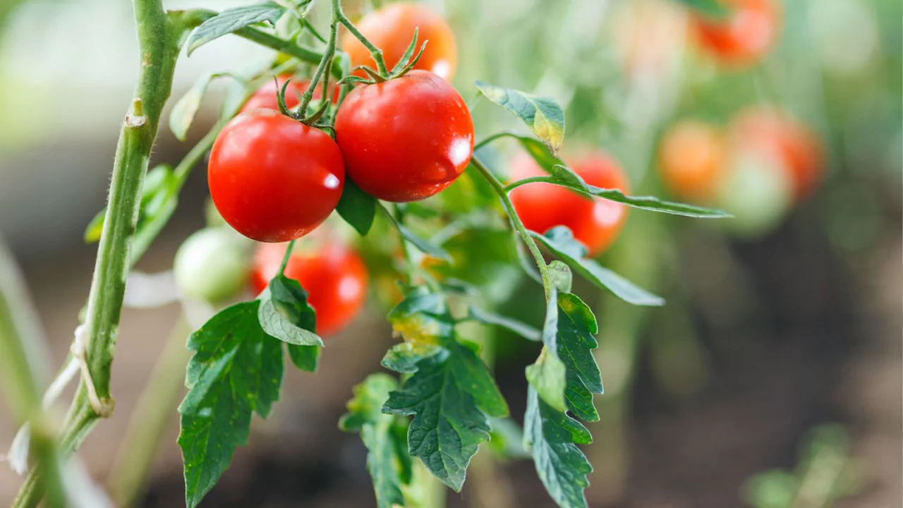 Guide to Growing Beefsteak Tomatoes, a Guide