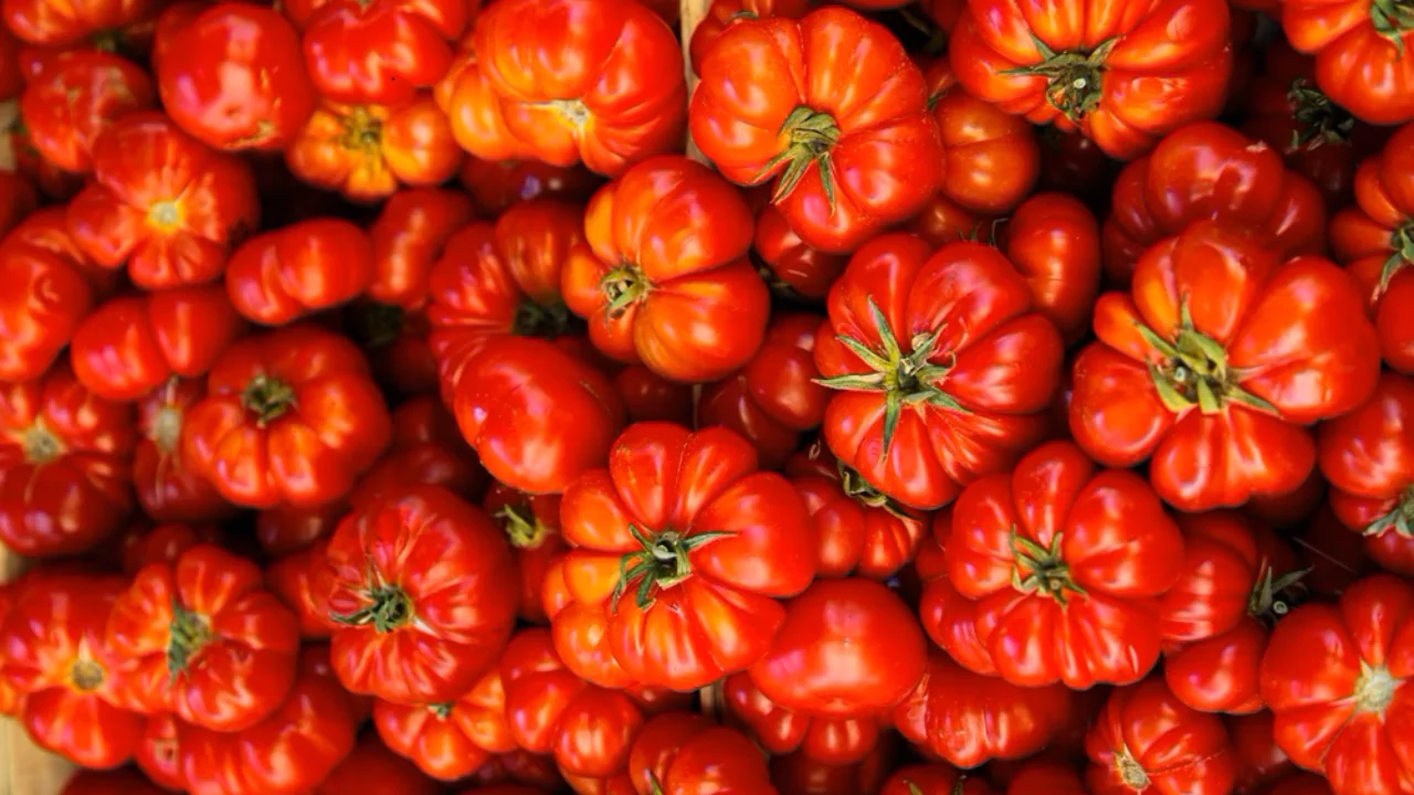 Guide to Growing Brandywine Tomatoes