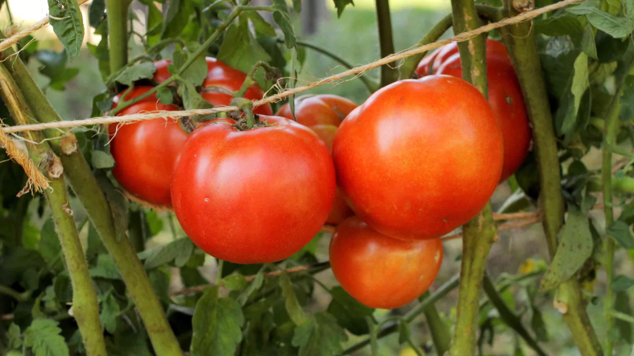 Guide to Growing Early Girl Tomatoes