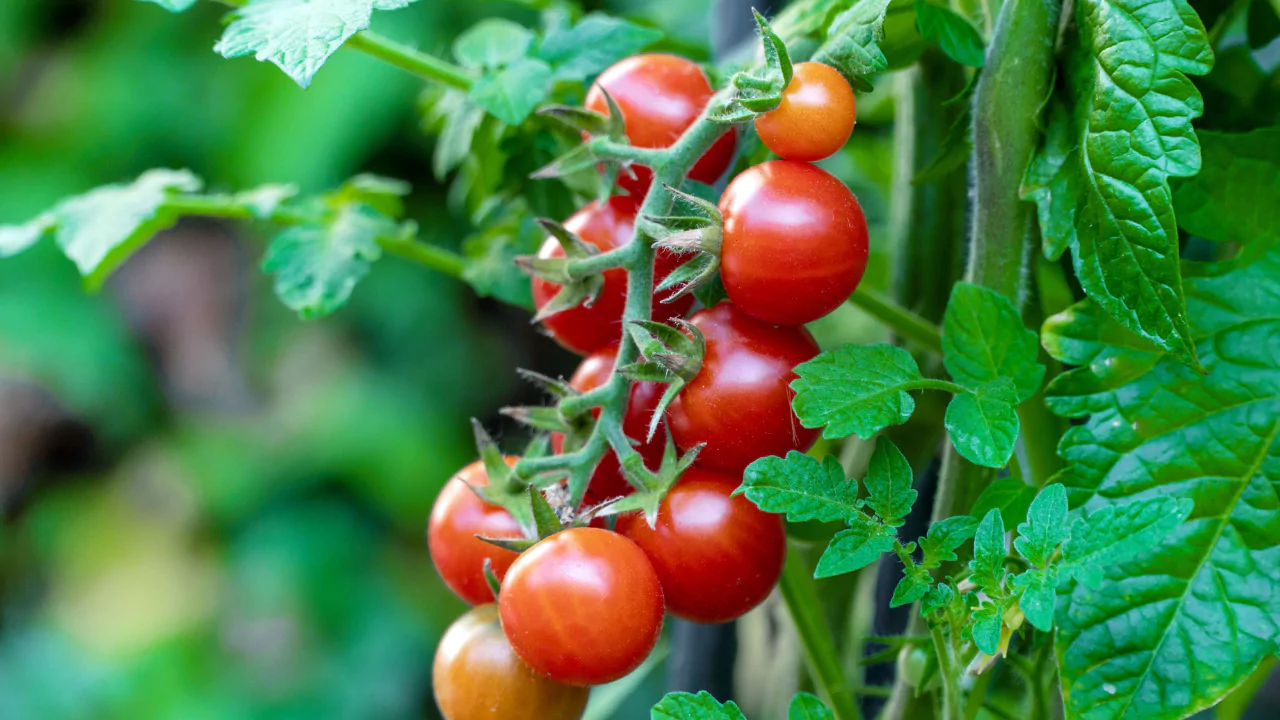 Guide to Growing Grape Tomatoes