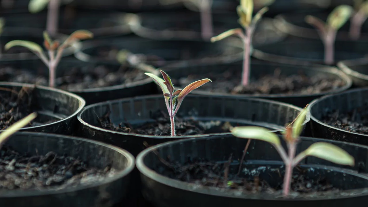Hardening Celebrity Tomato Seedlings