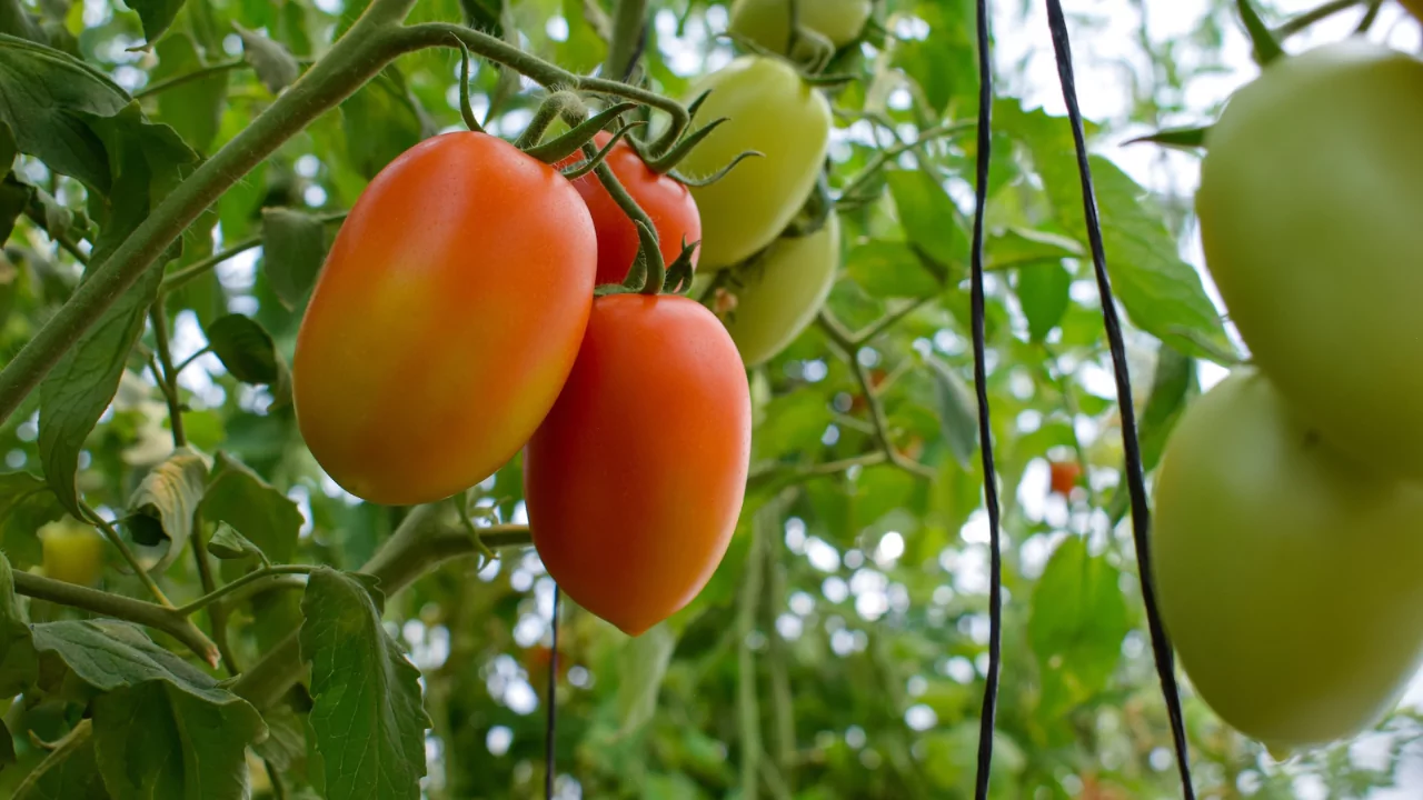 Harvesting Roma Tomatoes