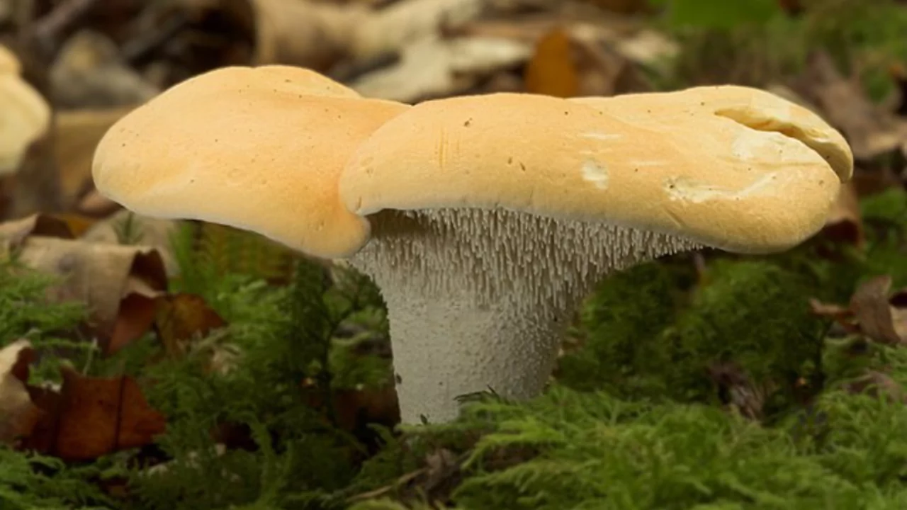 Hedgehog (Hydnum repandum, Hydnum umbilicatum).