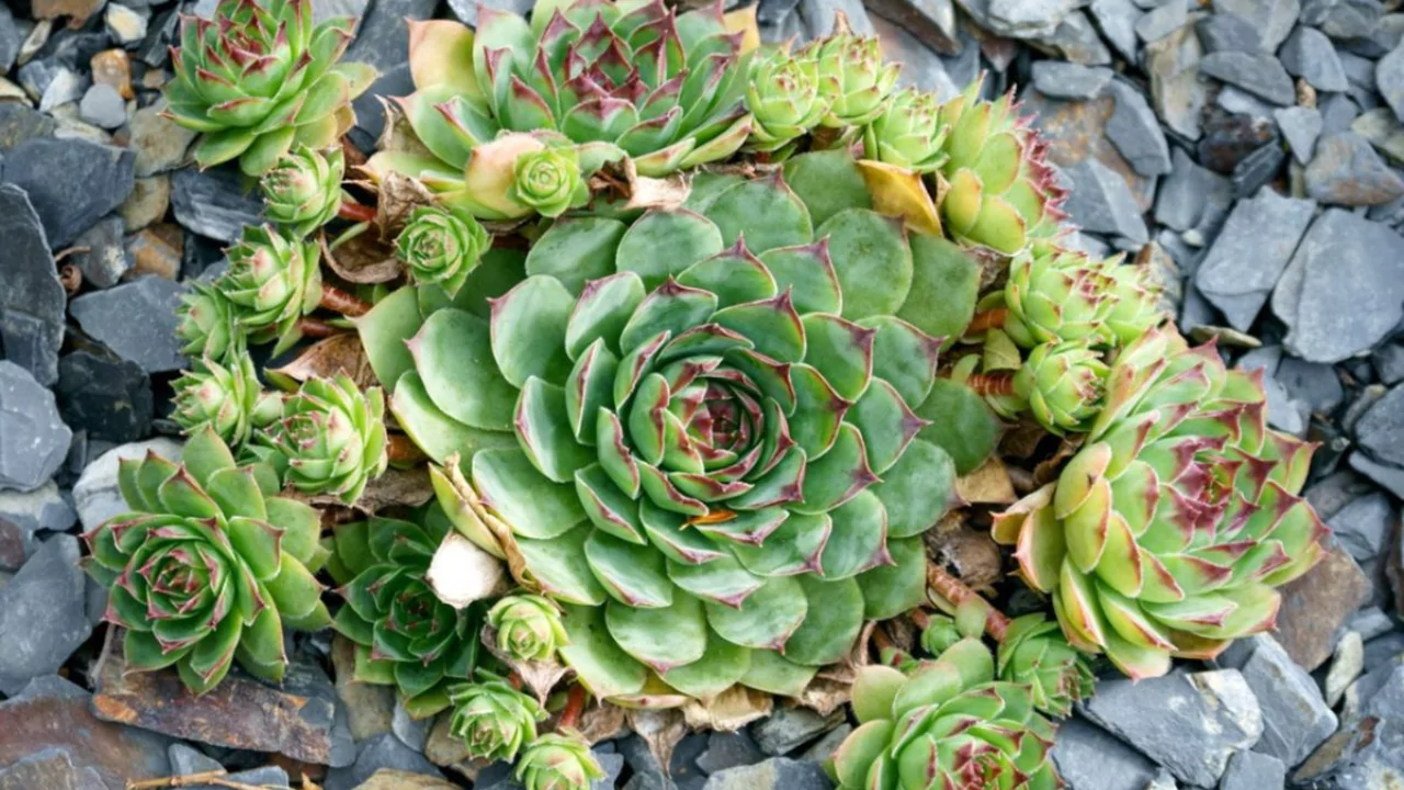 Hens & Chicks
