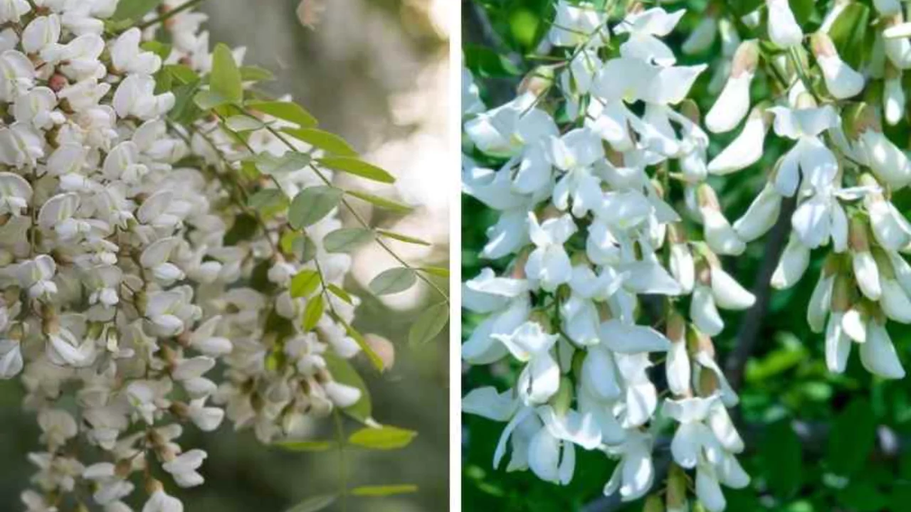 Honey Locust Trees vs. Black Locust