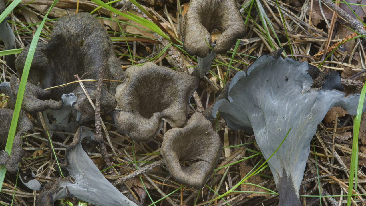 Horn of Plenty (Craterellus cornucopiodes).