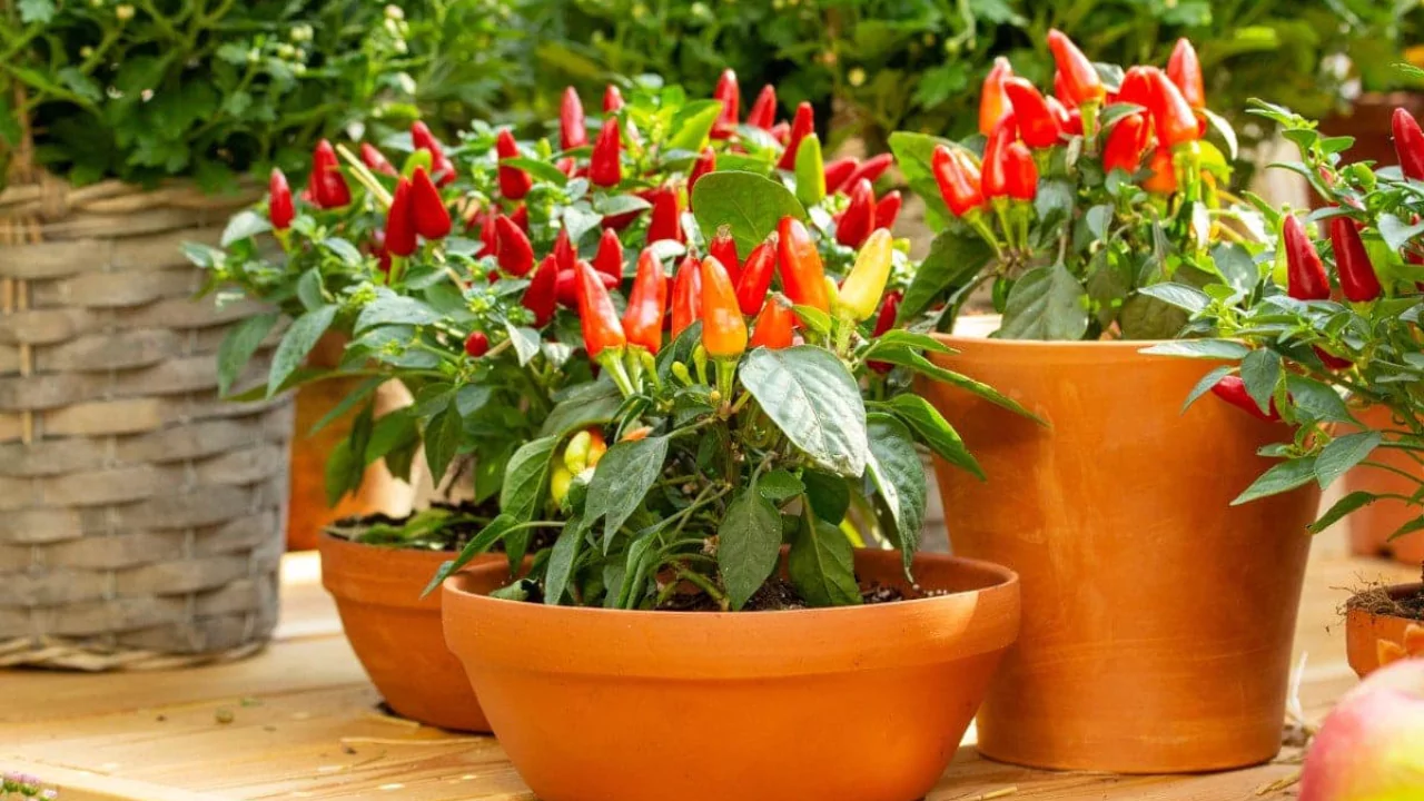 Hot or Sweet, You CAN Grow Peppers in Containers