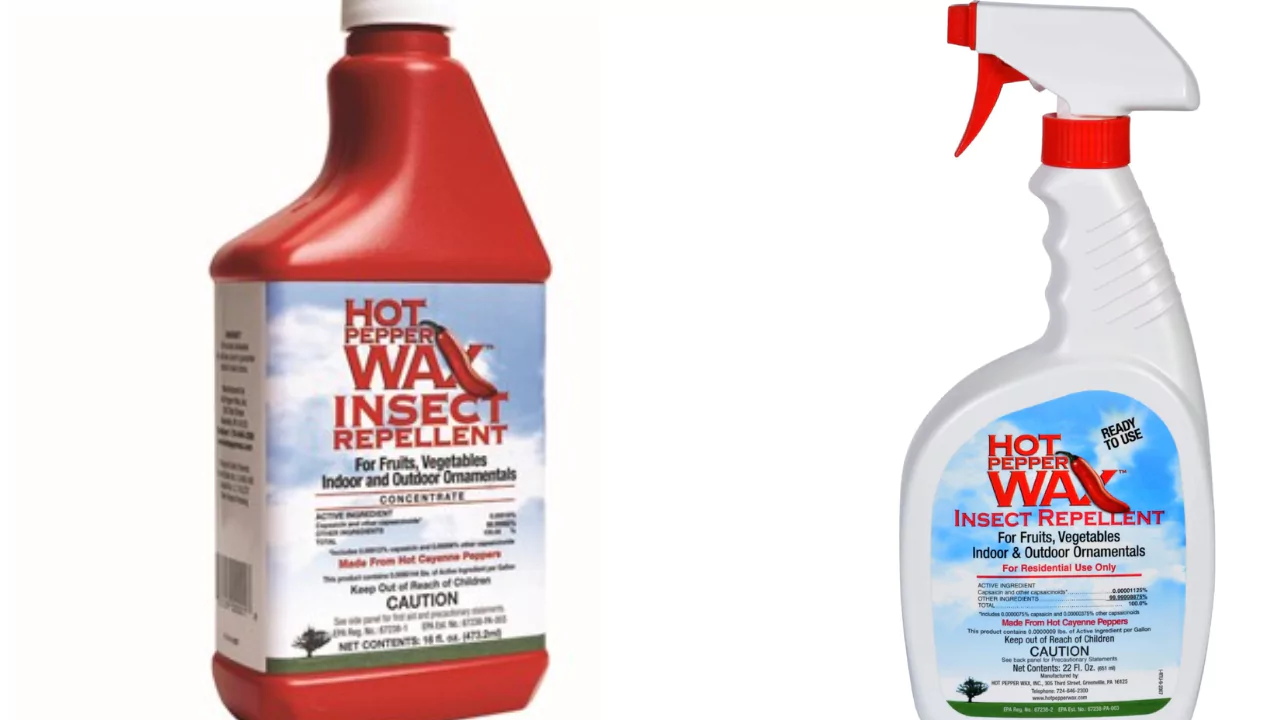 Hot pepper wax