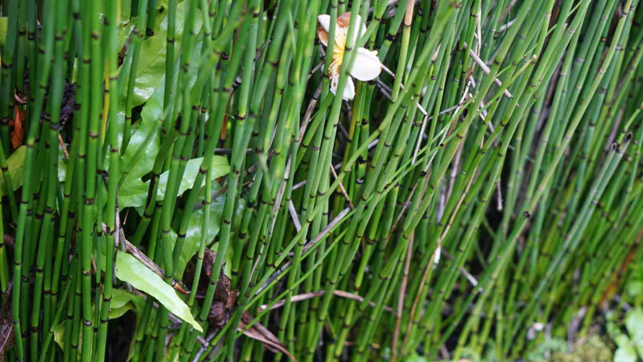 How Do You Get Rid of Horsetail in My Garden