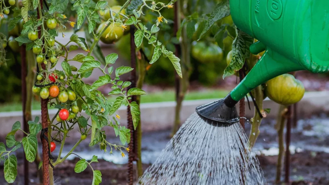 How Often Should Tomatoes Be Watered?