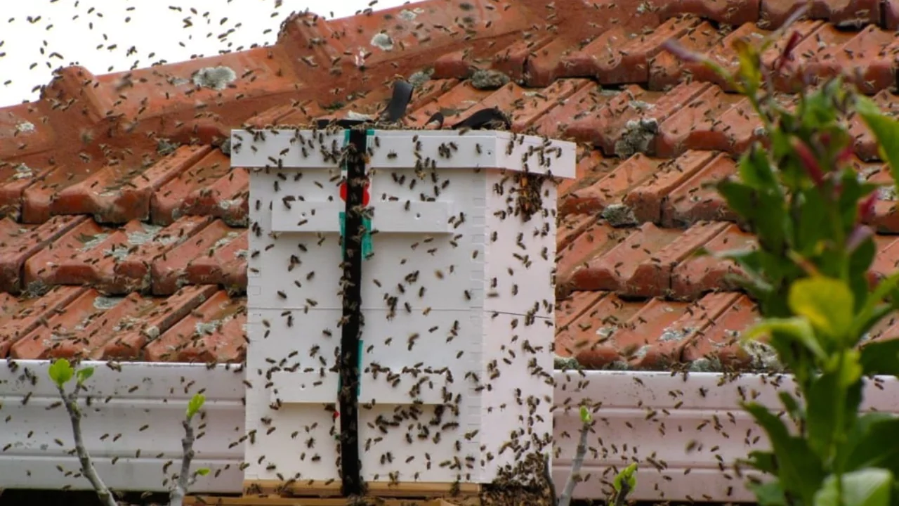 How To Get Rid of Honey Bees, Swarms and Hives in Your House