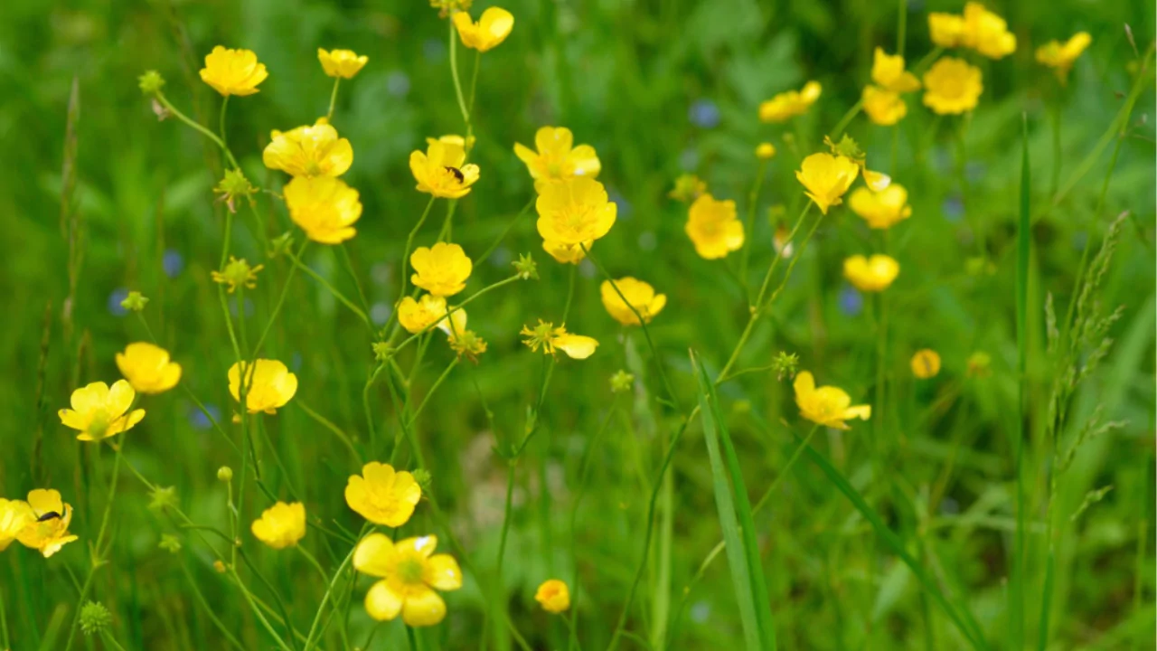 How To Grow Buttercups (Ranunculus) Flowers