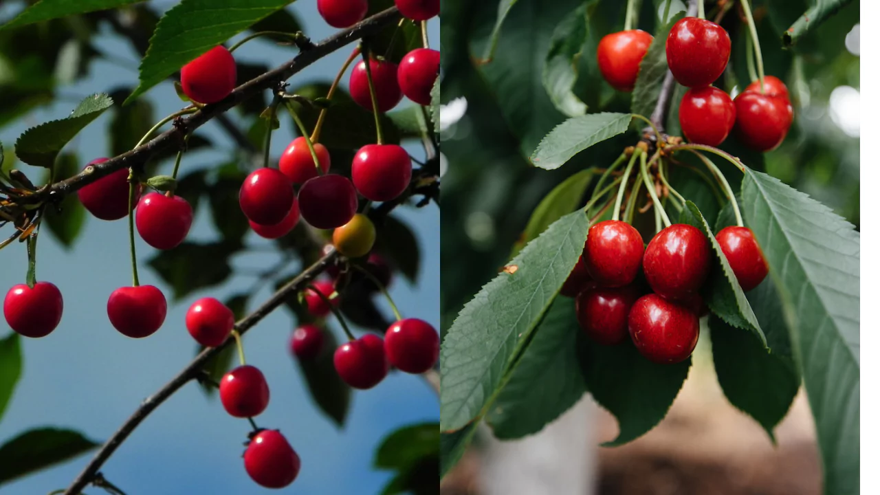 How To Grow Cherry Trees From Pits