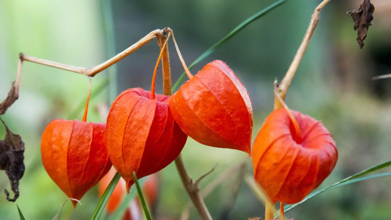How To Grow Chinese Lantern Flower (Physalis alkekengi)