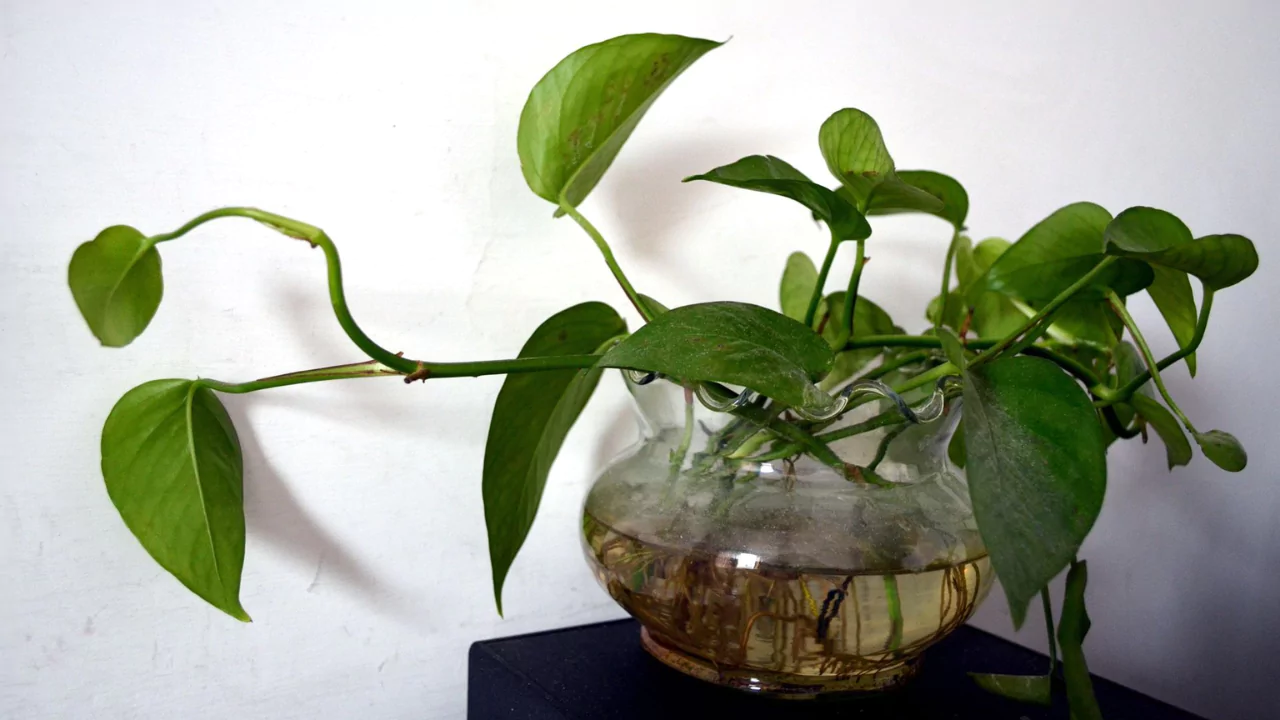 How To Grow Pothos Plant (Devil’s Ivy)