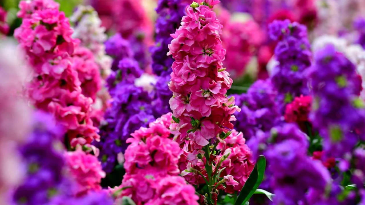 How To Grow Stock Flower (Matthiola Incana, Gillyflower, Perfume Plant)