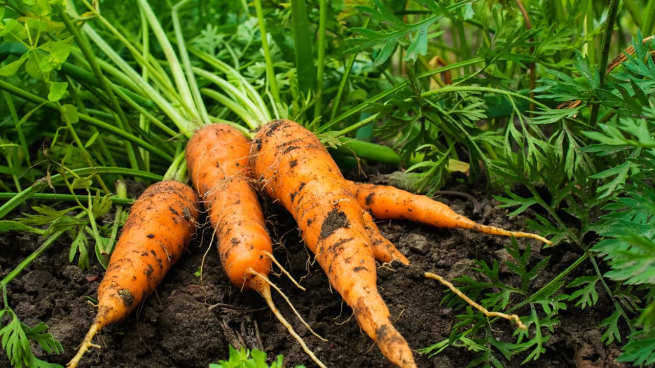 How do you know when carrots are ready to harvest