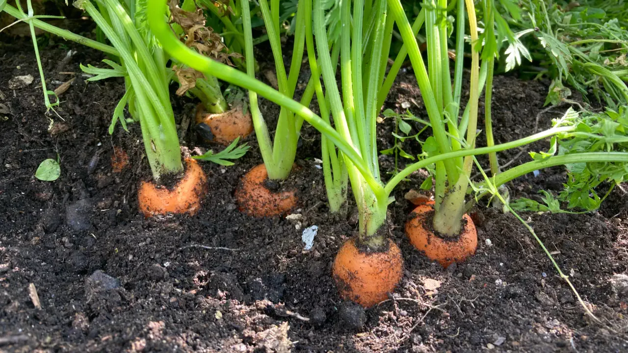 How do you know when carrots are ready to harvest