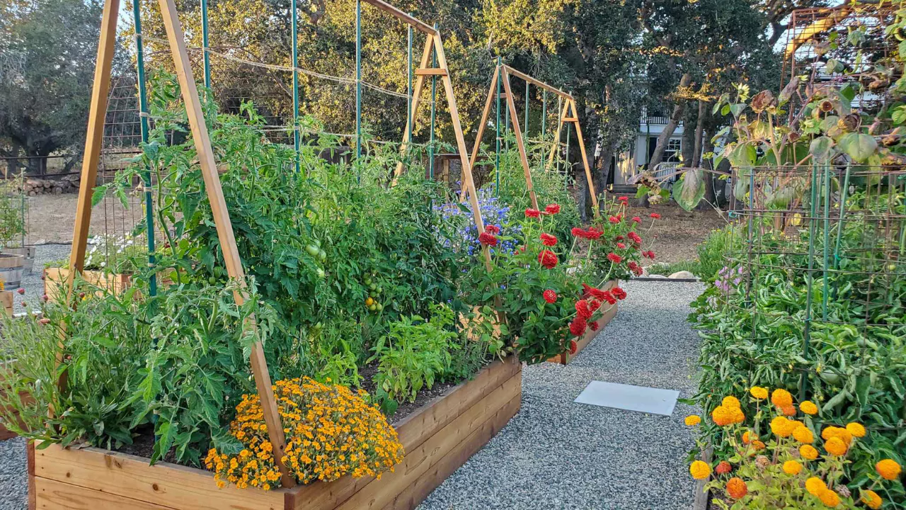 How to Build Strong Tomato Stakes