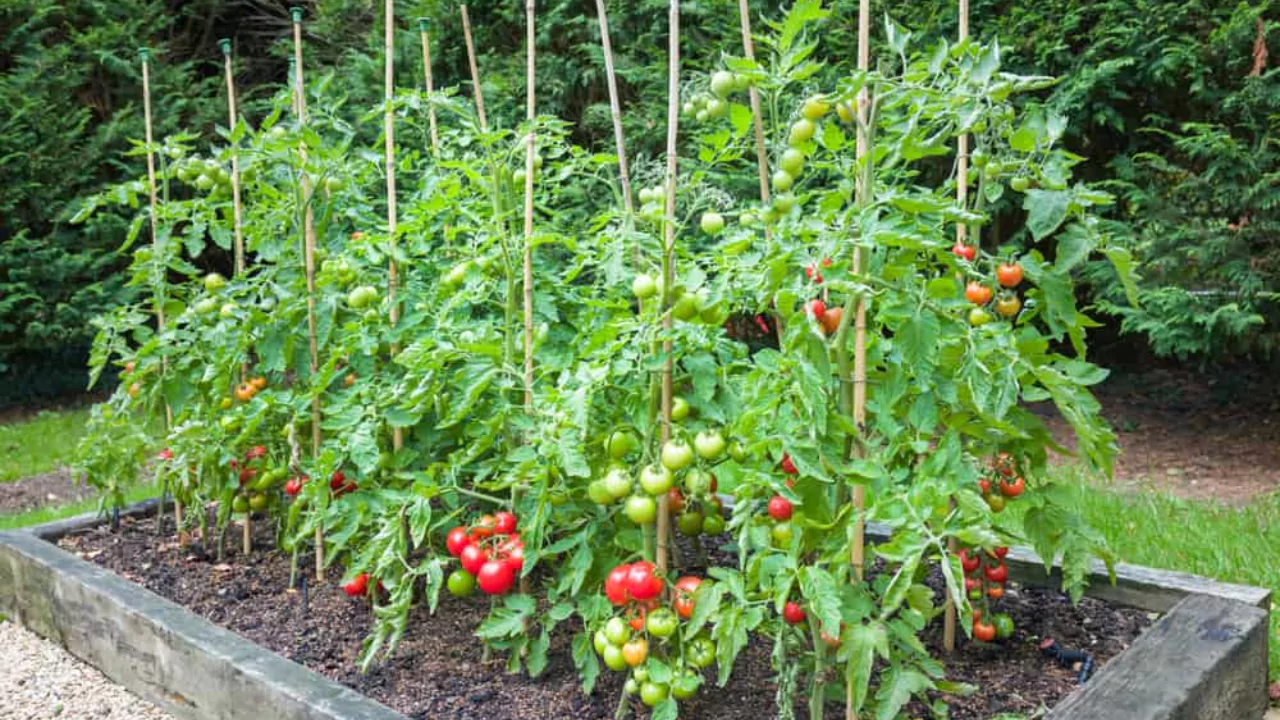 How to Care for Celebrity Tomatoes