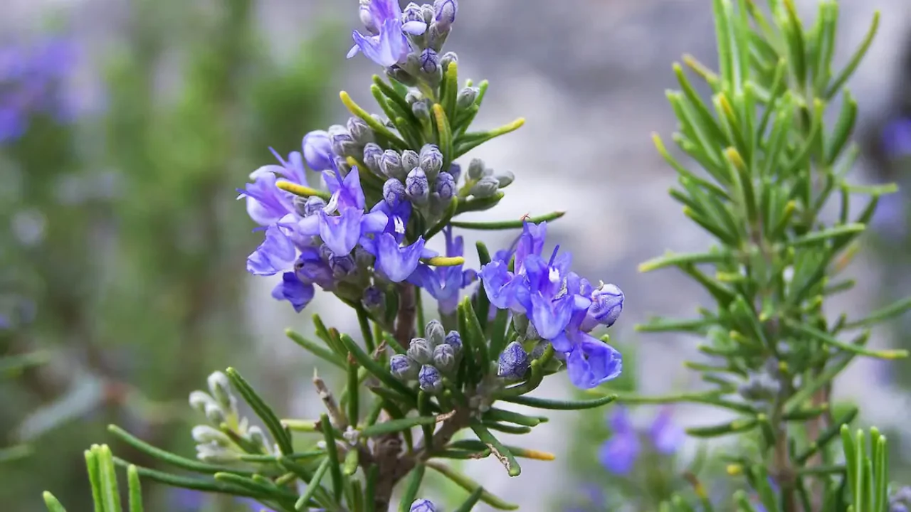 How to Care for a Rosemary Tree
