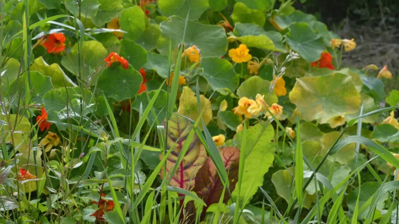 How to Find Local Community Gardens