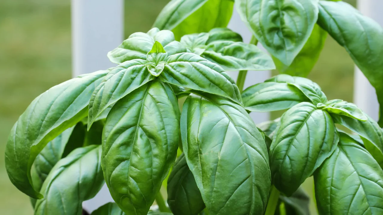 How to Fix Overwatered Basil: 7 Tricks to Try