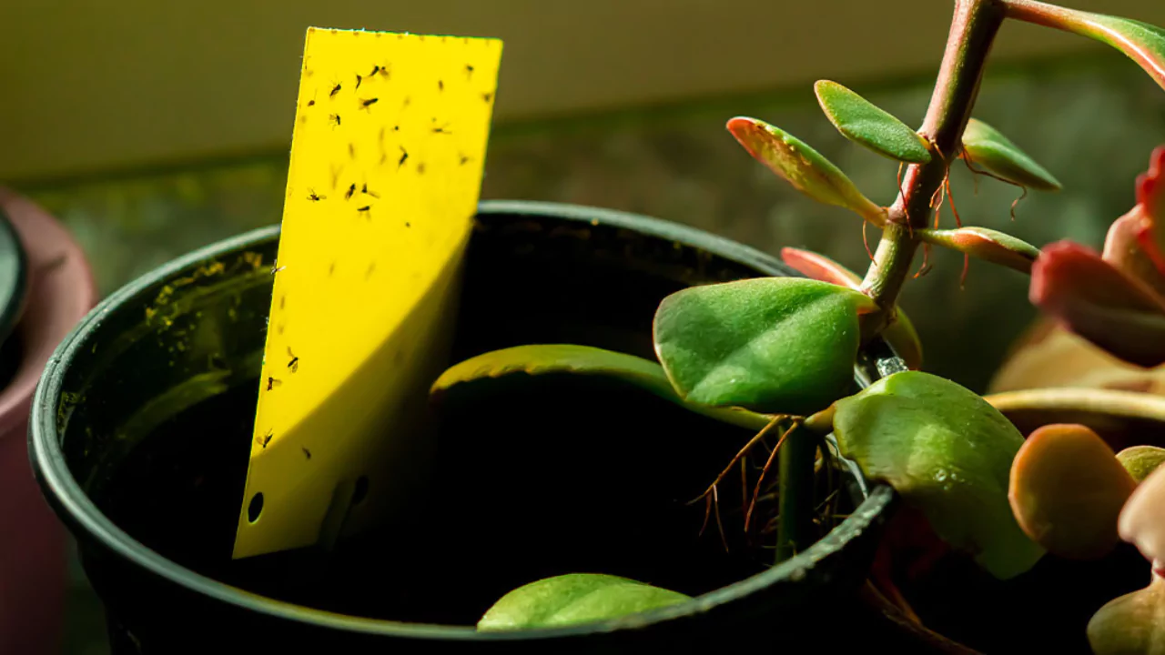 How to Get Rid of Fungus Gnats, Explained in Detail