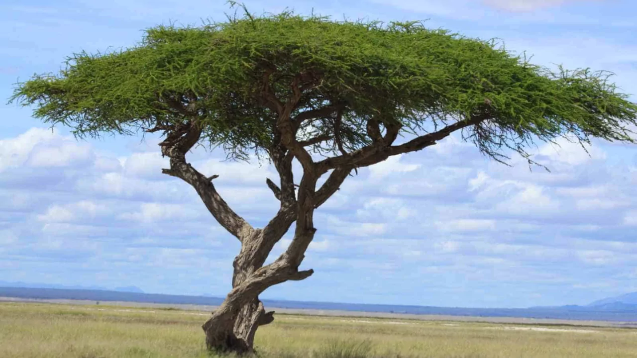 How to Grow Acacia Tree