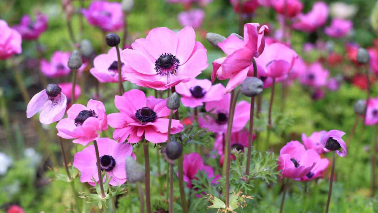 How to Grow Anemone Flowers