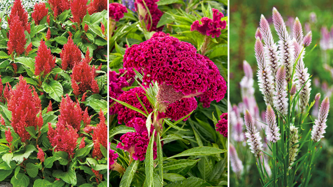 How to Grow Celosia (Cockscomb) Flowers