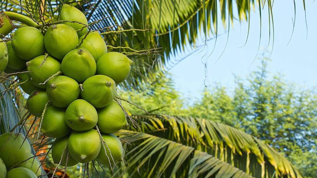 How to Grow Coconut Palm