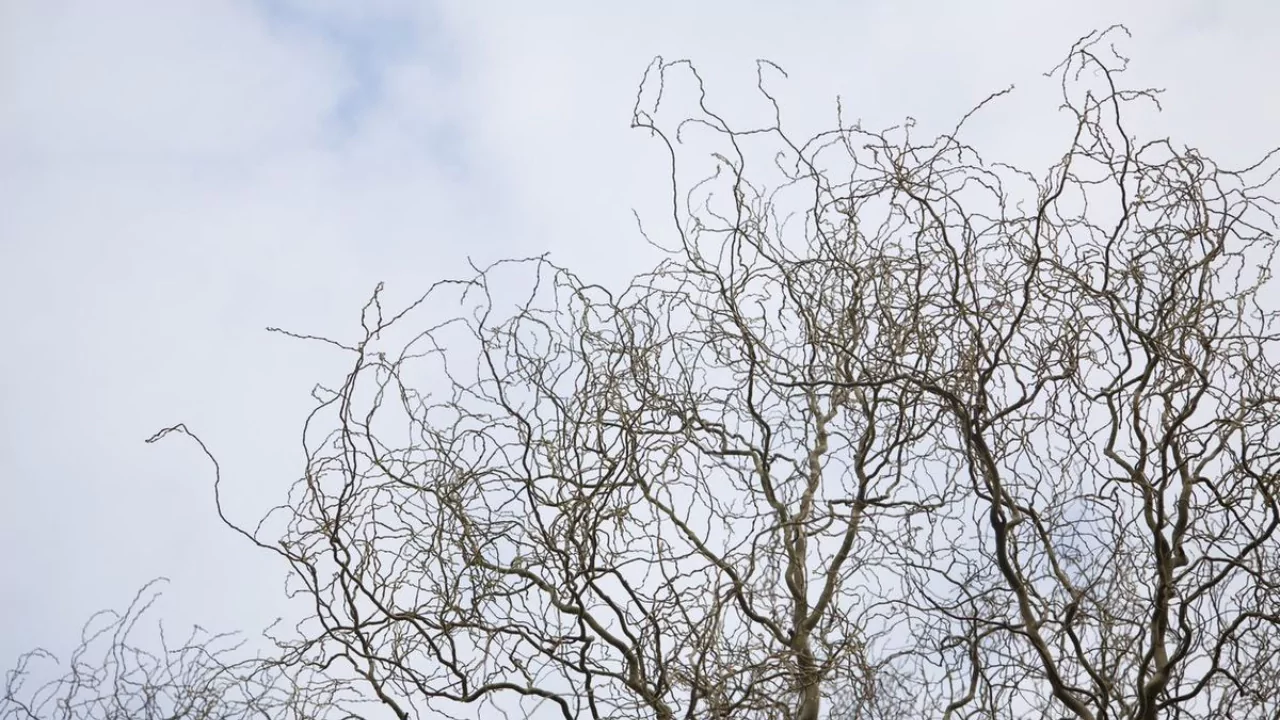 How to Grow Corkscrew Willow