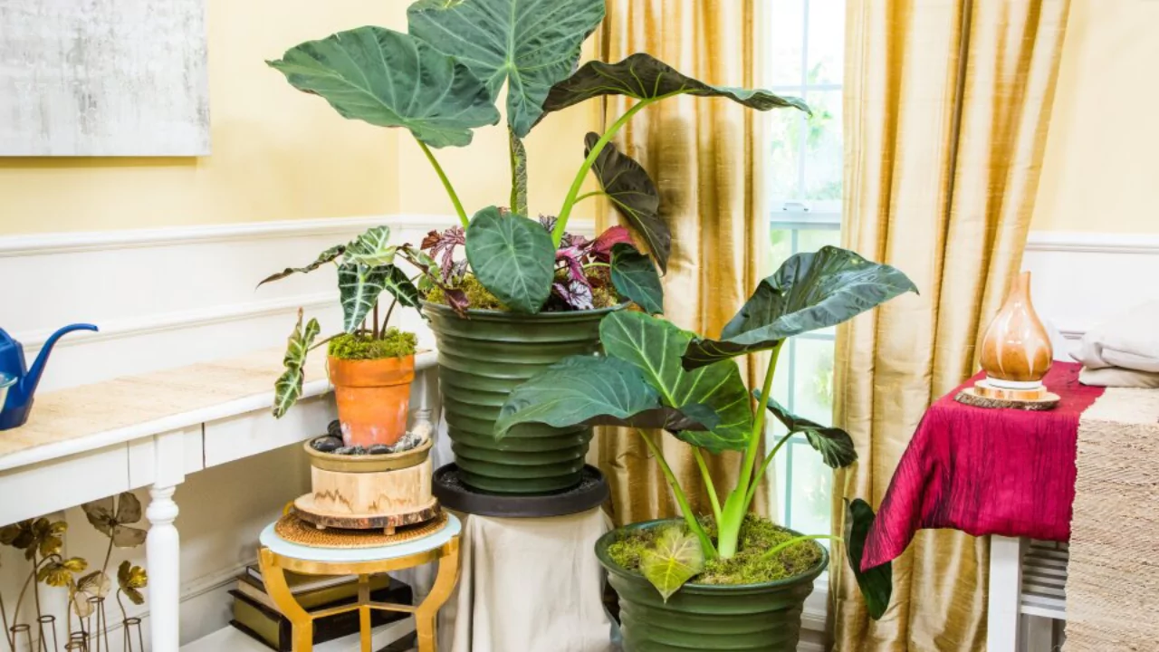 How to Grow Elephant Ears in Containers