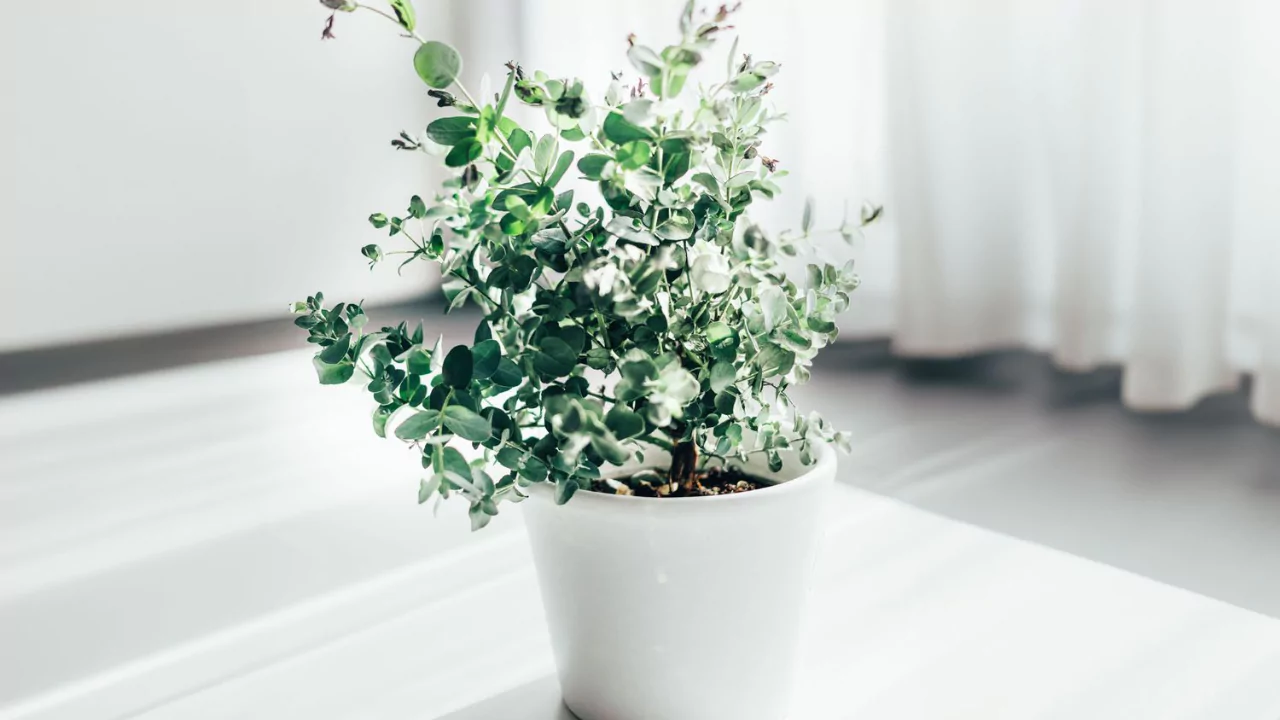 How to Grow Eucalyptus in a Container