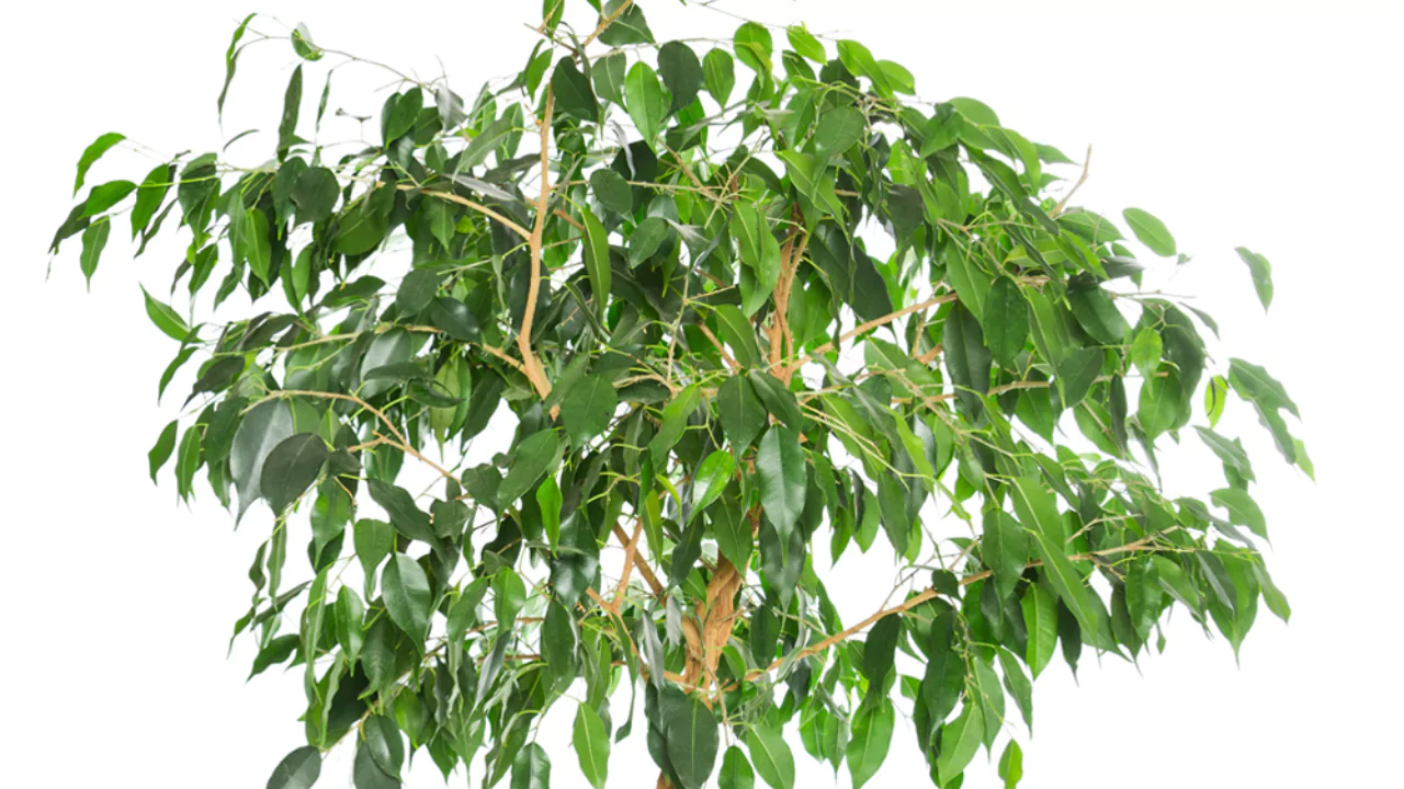 How to Grow Ficus Trees