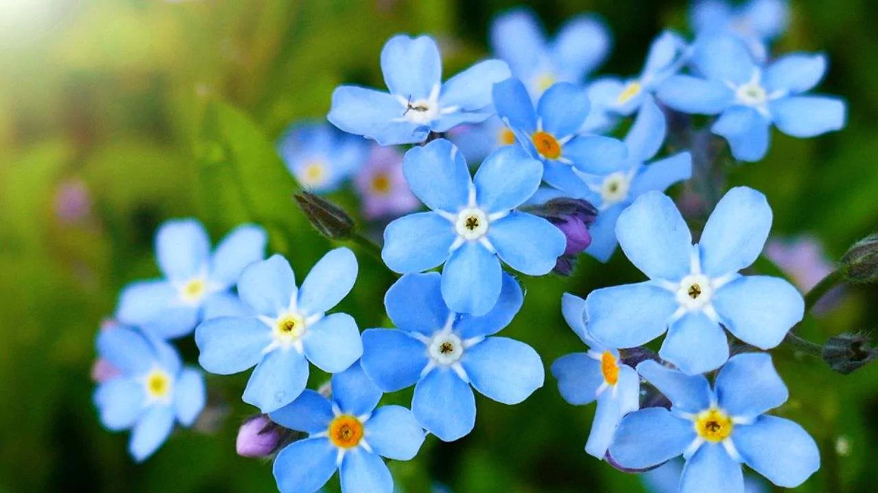 How to Grow Forget Me Not Flowers, Explained