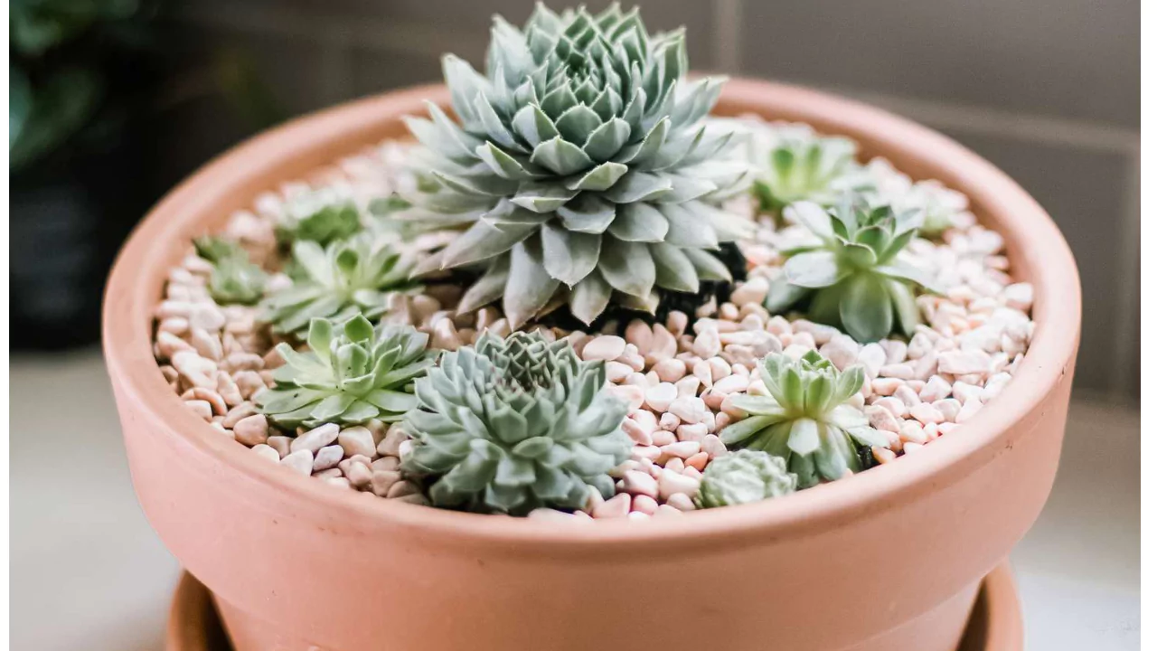 How to Grow Hen and Chick Succulents