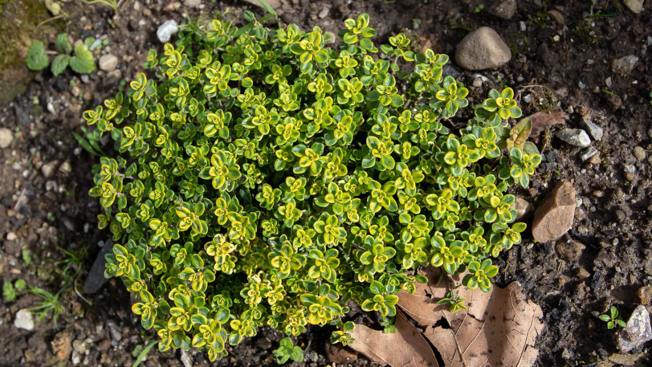 How to Grow Lemon Thyme (Thymus Citriodorus)