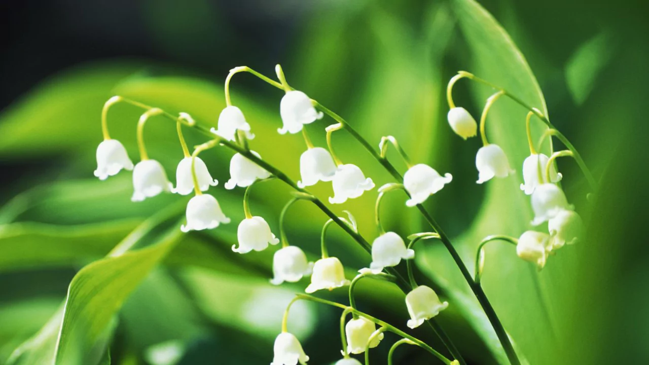 How to Grow Lily of the Valley Flowers