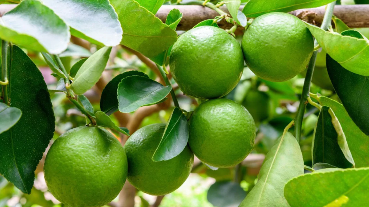 How to Grow Lime Trees