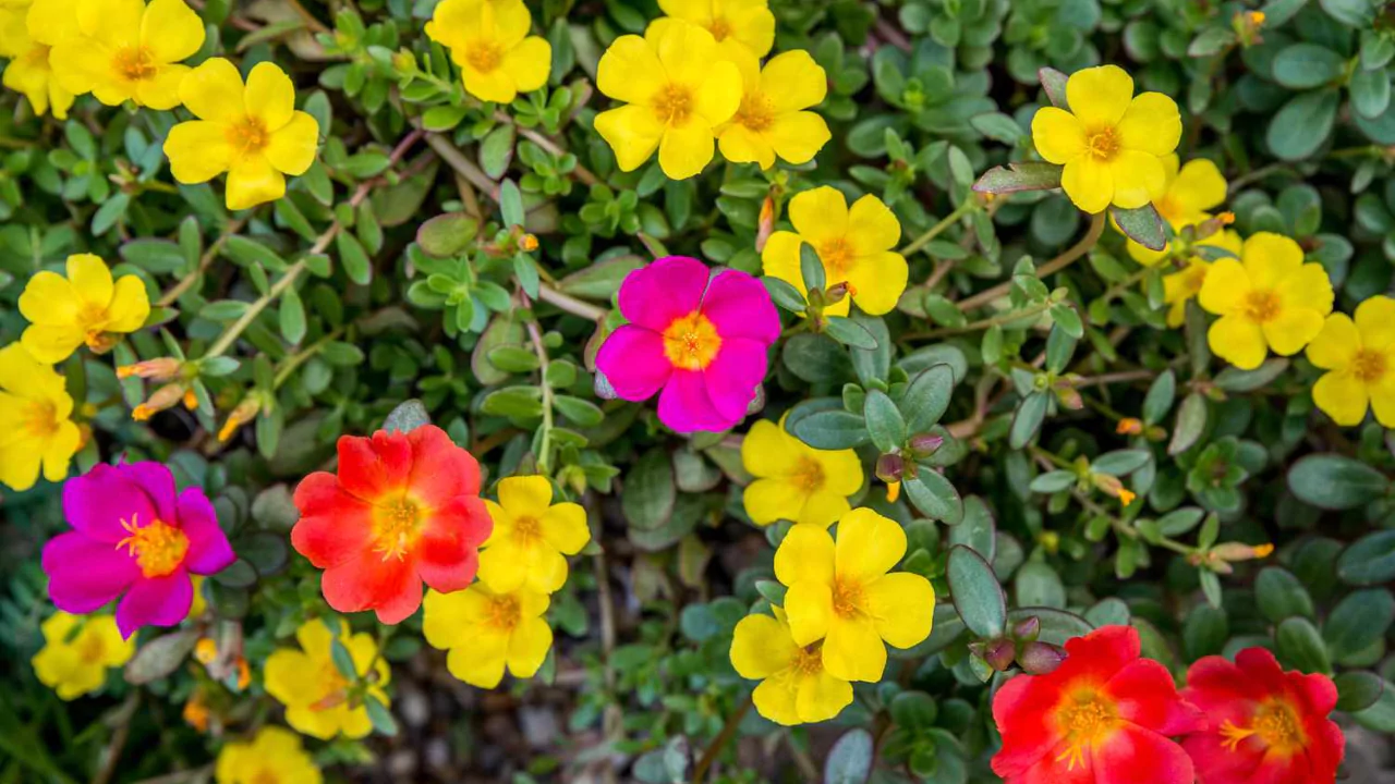 How to Grow Moss Rose Flowers (Portulaca)