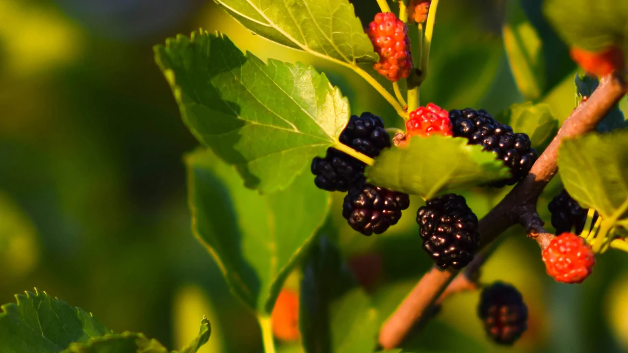 How to Grow Mulberry Trees