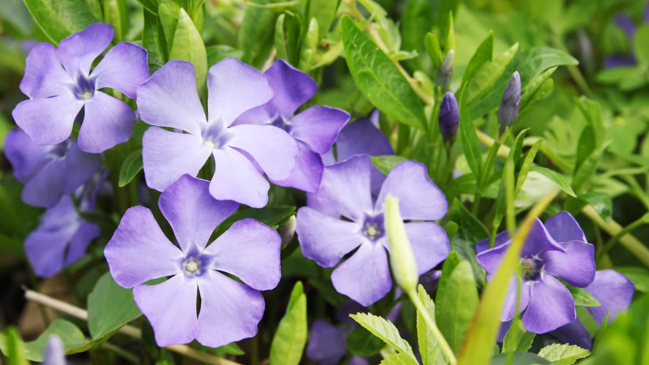 How to Grow Periwinkle (Vinca)