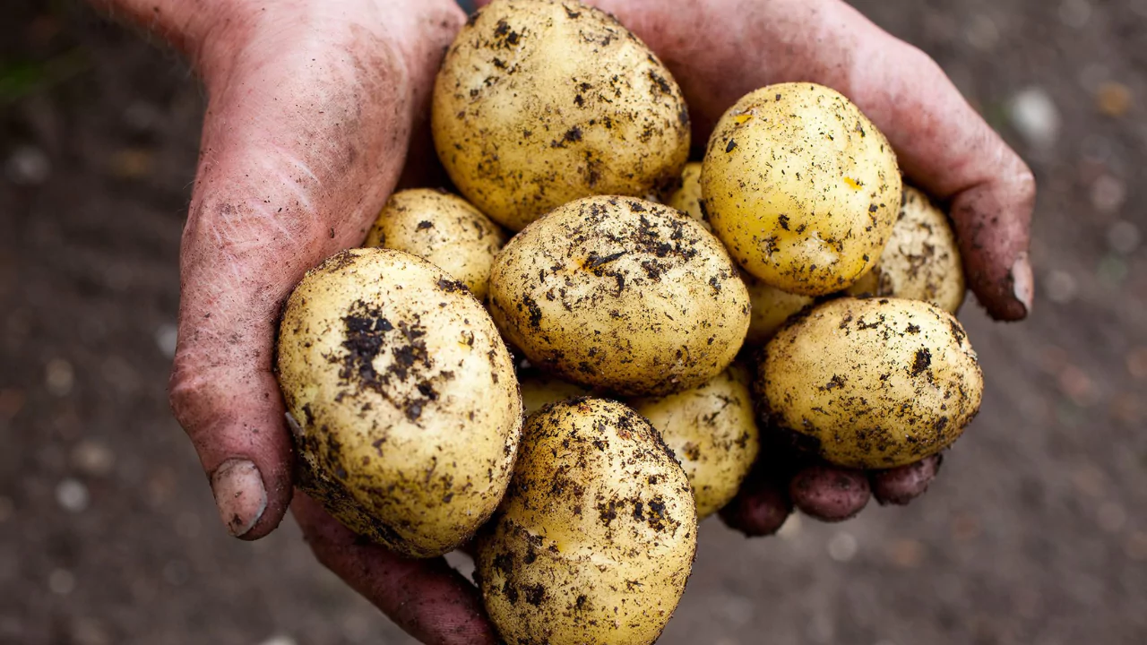 How to Grow Potatoes From Store Bought Potatoes