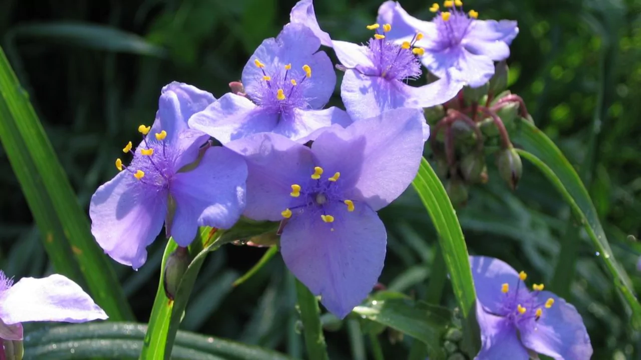 How to Grow Spiderwort