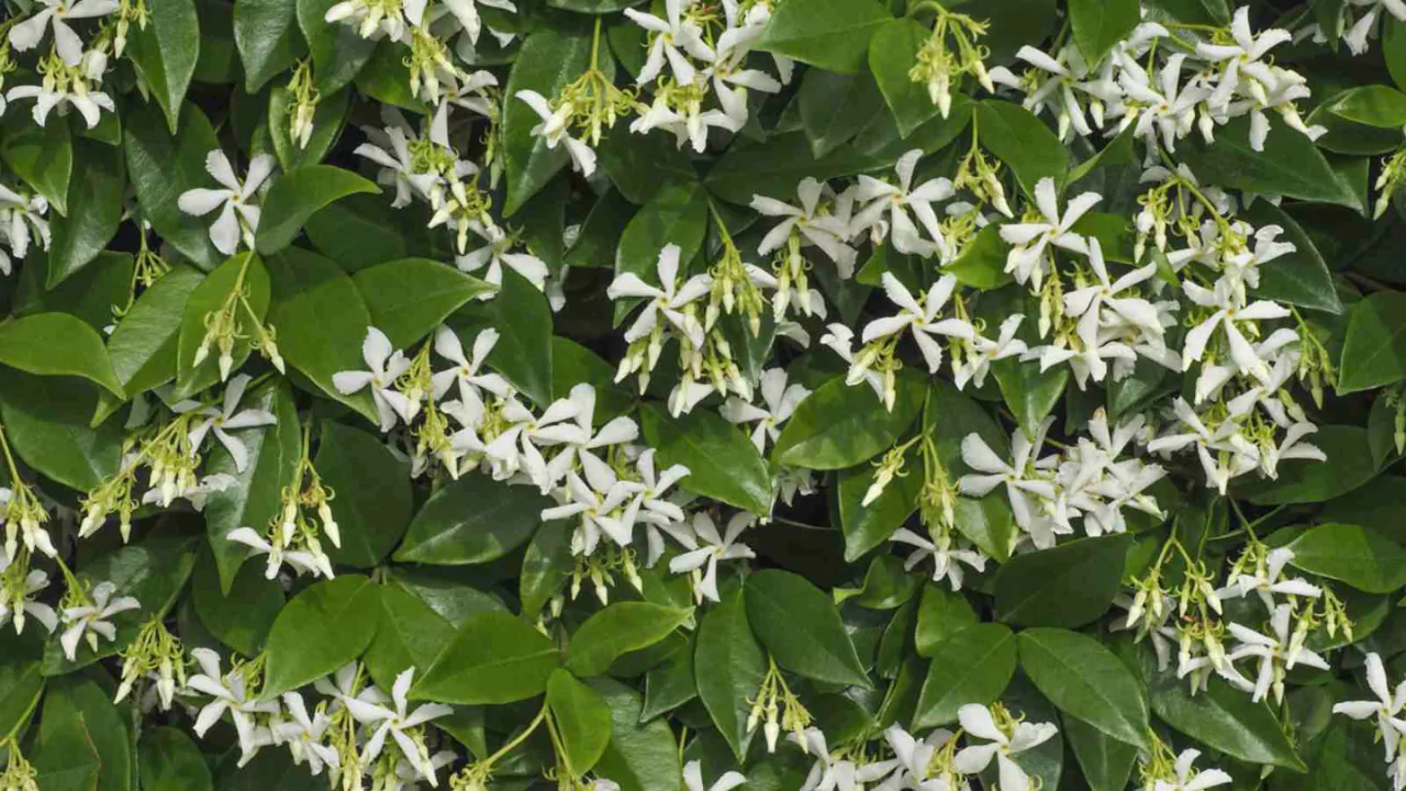 How to Grow Star Jasmine (Confederate Jasmine)