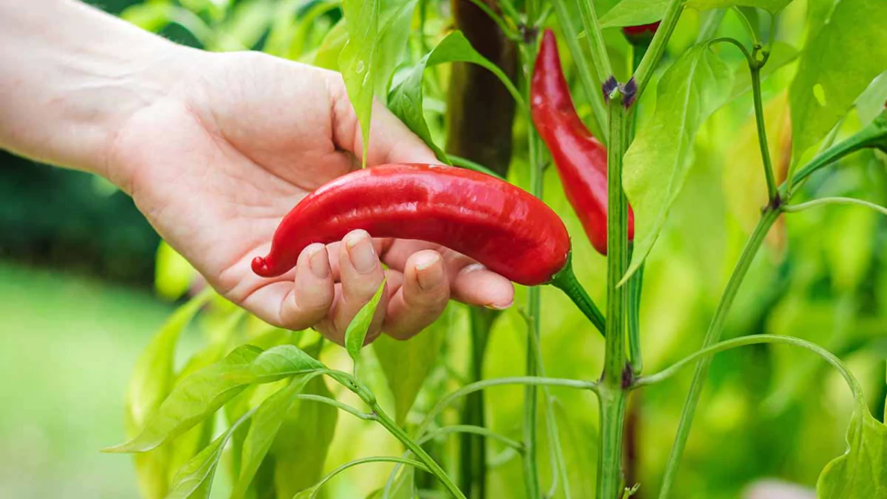 How to Grow Tabasco Peppers (Capsicum Frutescens)