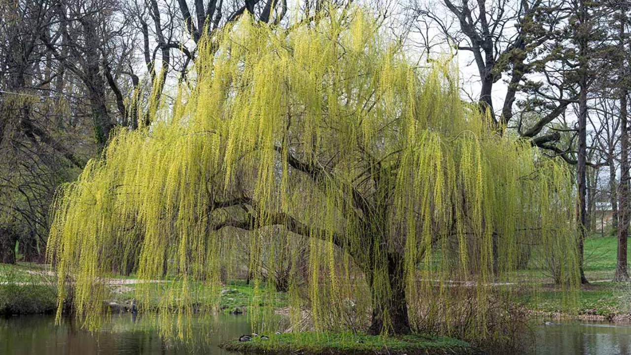 How to Grow Weeping Willow Trees